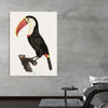 "Toucan from Histoire Naturelle des Oiseaux de Paradis et Des Rolliers (1806)", Jacques Barraband