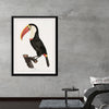 "Toucan from Histoire Naturelle des Oiseaux de Paradis et Des Rolliers (1806)", Jacques Barraband