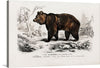 “Brown Bear” by Charles Dessalines D’ Orbigny is a beautiful black and white illustration of a brown bear in a forest setting. The bear is standing on all fours and is facing the right side of the image. The bear is in the center of the image and is the focal point. The background consists of trees, rocks, and shrubs. 