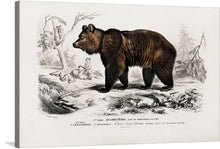  “Brown Bear” by Charles Dessalines D’ Orbigny is a beautiful black and white illustration of a brown bear in a forest setting. The bear is standing on all fours and is facing the right side of the image. The bear is in the center of the image and is the focal point. The background consists of trees, rocks, and shrubs. 