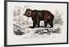 "Brown Bear", Charles Dessalines D' Orbigny