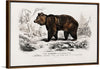 "Brown Bear", Charles Dessalines D' Orbigny