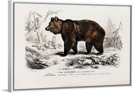 "Brown Bear", Charles Dessalines D' Orbigny