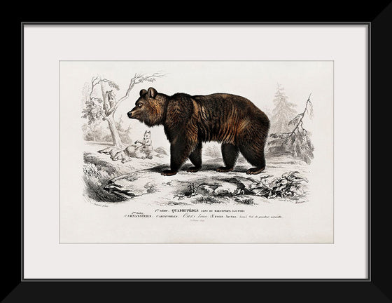 "Brown Bear", Charles Dessalines D' Orbigny