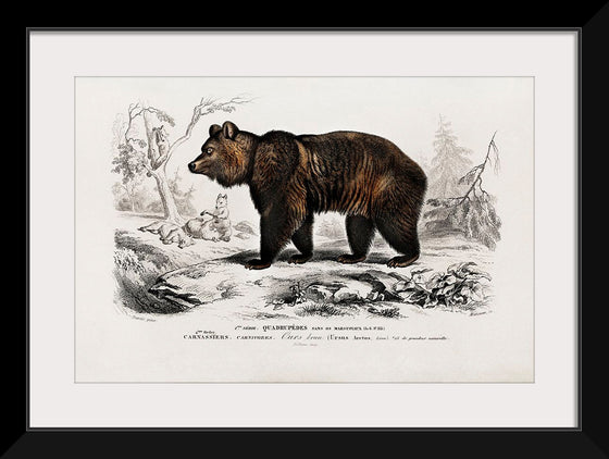 "Brown Bear", Charles Dessalines D' Orbigny