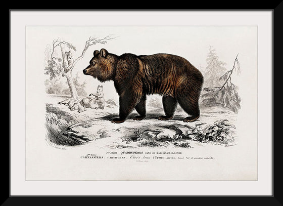 "Brown Bear", Charles Dessalines D' Orbigny