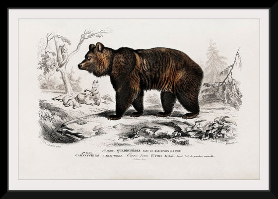 "Brown Bear", Charles Dessalines D' Orbigny