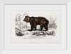 "Brown Bear", Charles Dessalines D' Orbigny