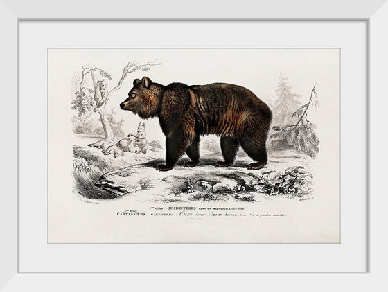 "Brown Bear", Charles Dessalines D' Orbigny