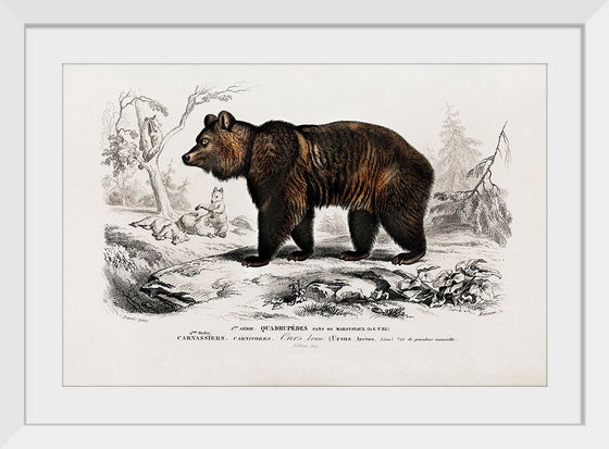 "Brown Bear", Charles Dessalines D' Orbigny