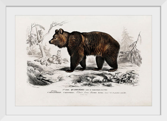 "Brown Bear", Charles Dessalines D' Orbigny