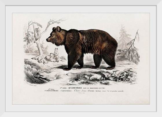 "Brown Bear", Charles Dessalines D' Orbigny