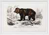 "Brown Bear", Charles Dessalines D' Orbigny