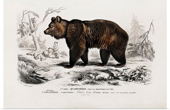 "Brown Bear", Charles Dessalines D' Orbigny