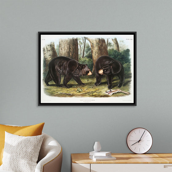 "American Black Bear", John Woodhouse Audubon