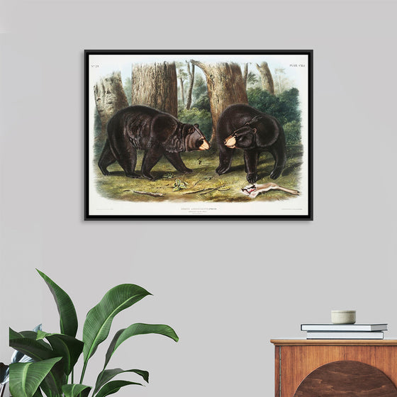 "American Black Bear", John Woodhouse Audubon