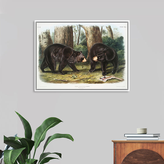 "American Black Bear", John Woodhouse Audubon