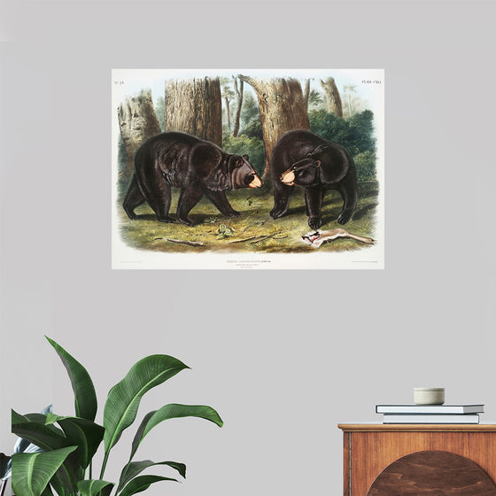 "American Black Bear", John Woodhouse Audubon