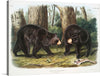 John Woodhouse Audubon (1812-1862) was an American painter who was primarily a painter of wildlife, but also did some portraits and genre scenes of the westward migration. His illustration of the “American Black Bear” is a beautiful and detailed piece that would make a great addition to any art collection. 