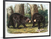 "American Black Bear", John Woodhouse Audubon