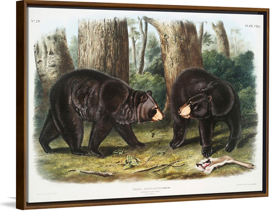 "American Black Bear", John Woodhouse Audubon