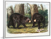 "American Black Bear", John Woodhouse Audubon