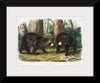 "American Black Bear", John Woodhouse Audubon