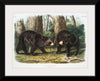 "American Black Bear", John Woodhouse Audubon