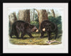 "American Black Bear", John Woodhouse Audubon