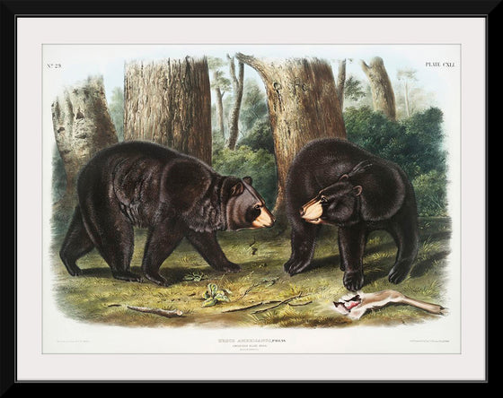 "American Black Bear", John Woodhouse Audubon