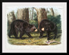 "American Black Bear", John Woodhouse Audubon