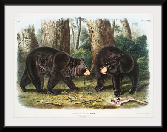 "American Black Bear", John Woodhouse Audubon