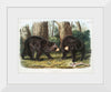 "American Black Bear", John Woodhouse Audubon