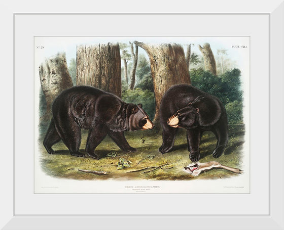 "American Black Bear", John Woodhouse Audubon