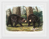 "American Black Bear", John Woodhouse Audubon