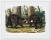 "American Black Bear", John Woodhouse Audubon