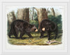 "American Black Bear", John Woodhouse Audubon