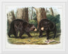 "American Black Bear", John Woodhouse Audubon