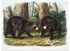 "American Black Bear", John Woodhouse Audubon