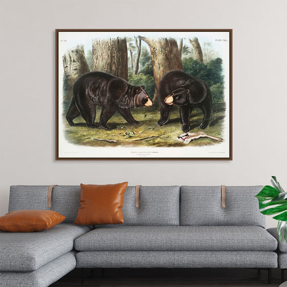 "American Black Bear", John Woodhouse Audubon