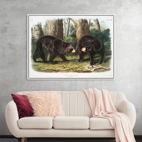 "American Black Bear", John Woodhouse Audubon