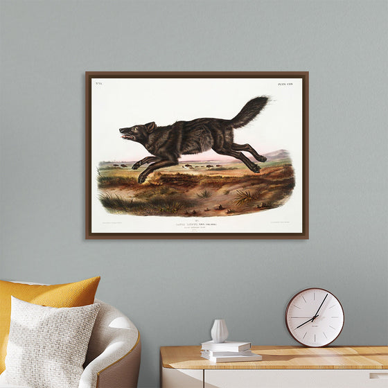 "Black American Wolf (1845)", John Woodhouse Audubon