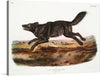 “Black American Wolf (1845)” by John Woodhouse Audubon is a stunning print that captures the beauty of wildlife. The artwork features a male black wolf, with intricate details and a unique style that is characteristic of Audubon’s work. 