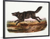 "Black American Wolf (1845)", John Woodhouse Audubon