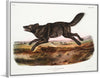 "Black American Wolf (1845)", John Woodhouse Audubon