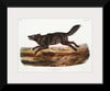 "Black American Wolf (1845)", John Woodhouse Audubon