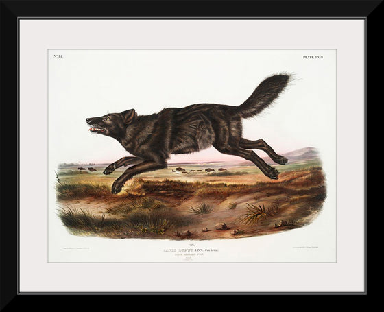 "Black American Wolf (1845)", John Woodhouse Audubon