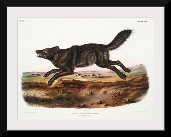 "Black American Wolf (1845)", John Woodhouse Audubon