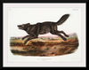 "Black American Wolf (1845)", John Woodhouse Audubon