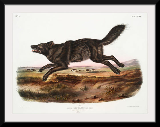 "Black American Wolf (1845)", John Woodhouse Audubon